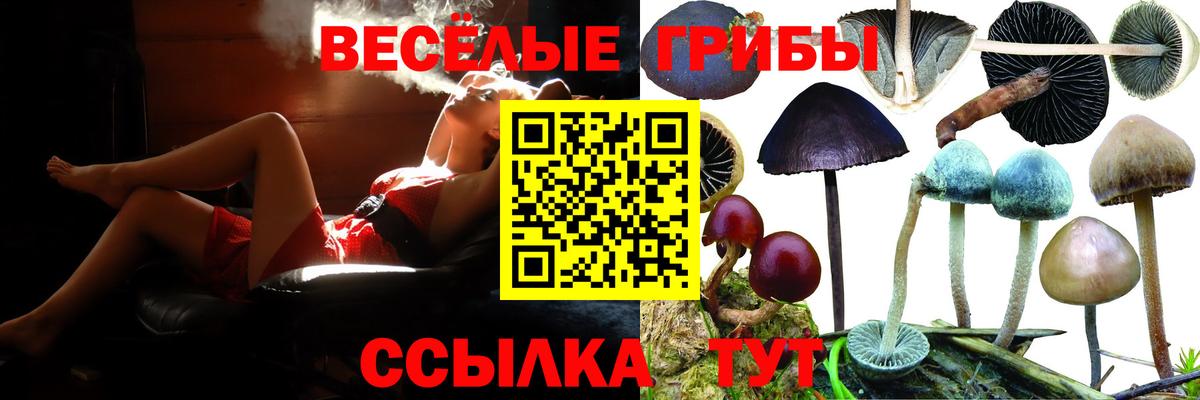 Галлюциногенные грибы Psilocybe Кандалакша